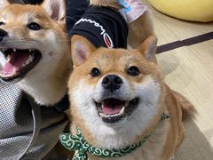 -逗柴咖啡屋·狗咖猫咖宠物桌游