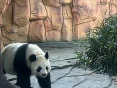 -泉州海丝野生动物世界