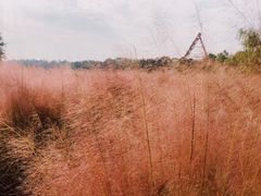 -艾溪湖湿地公园