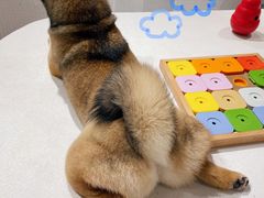 -柴务处·柴犬主题狗咖