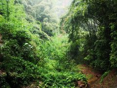 -川西竹海景区