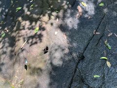 -广州白江湖森林公园