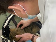 -艾贝尔宠物诊疗