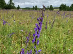 -塞罕坝国家级自然保护区
