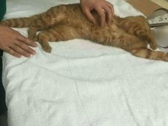 -惠康宠物医院(华能路店)