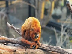-红山森林动物园