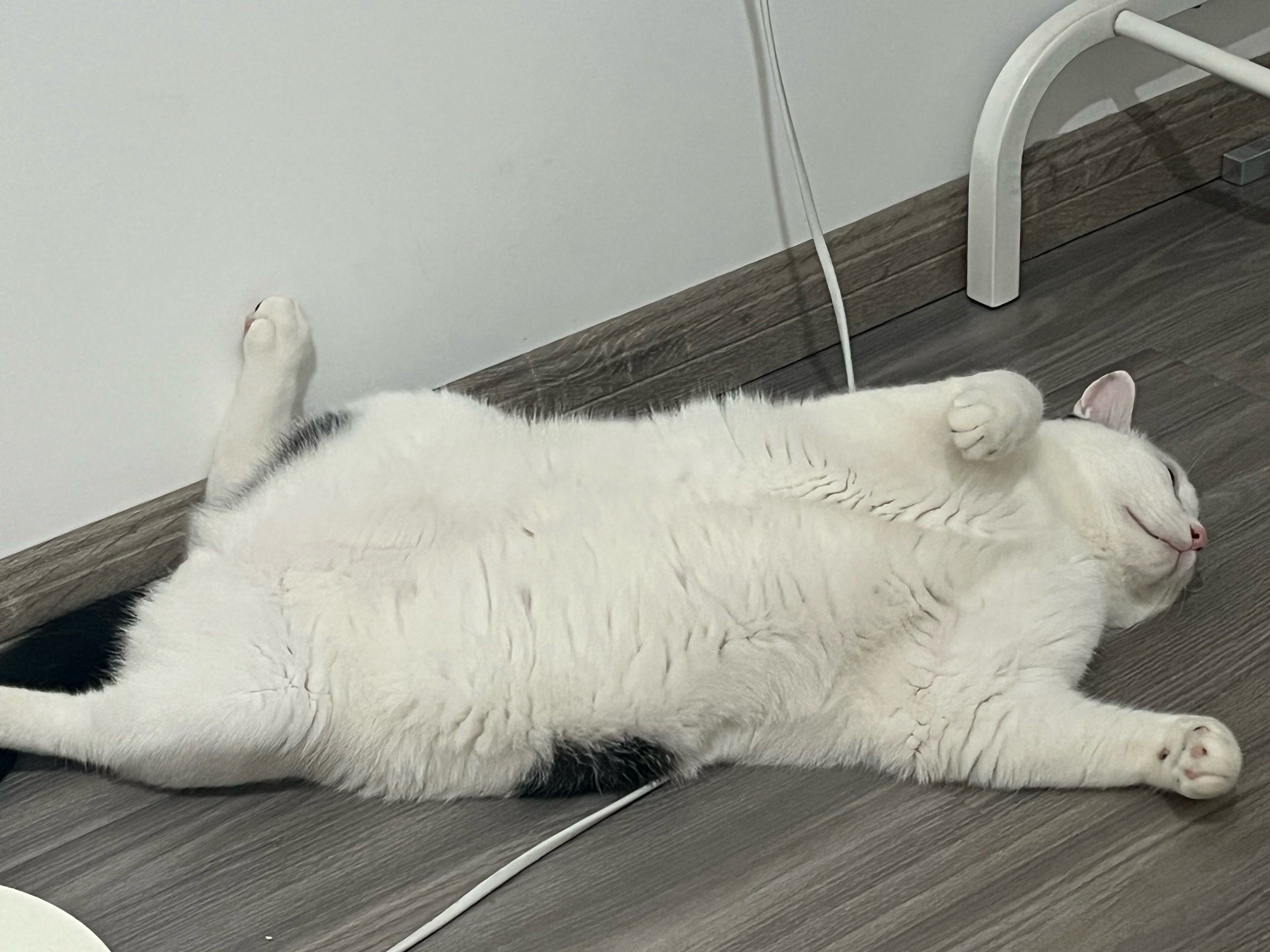 四脚朝天安全感满满的流浪猫