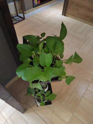 -香秀空间科技抗衰·美容中心