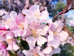 -海棠花溪(元大都城垣遗址公园)