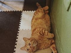 -猫猫幼稚园·撸猫·桌游·电玩