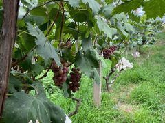 -马陆小张葡萄园农家乐