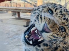 -石家庄市动物园