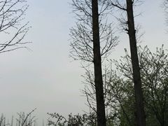 -秀丽东方