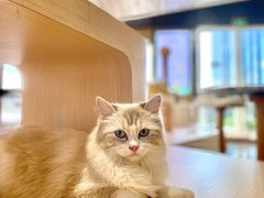-瞄一喵猫咖(格力海岸店)