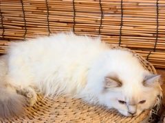 -楼上猫咖(罗湖店)