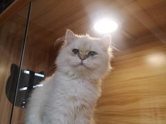 -猫十亿·布偶金渐层·曼基康矮脚猫舍(青年路店)