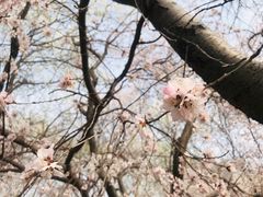 -桃花堤公园