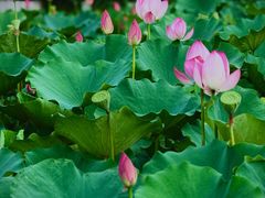 -莲花池公园