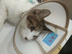 -佑安动物医院·全科·内窥镜中心(幸福巷店)