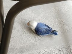 -吉丁鸟咖·异宠·寄养