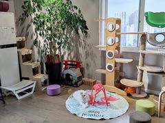 -东方名猫馆·英短金渐层布偶猫舍(环线广场1号楼店)