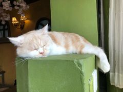 -猫猫幼稚园·撸猫·桌游·电玩