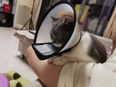 -御宝贝·A梦猫科宠物医院(国际猫友好医院)