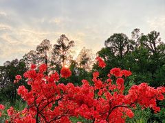 -深圳仙湖植物园