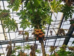 -呀路古热带植物园