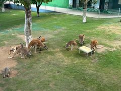 -西霞口神雕山野生动物世界