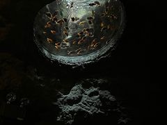 -珠海长隆海洋王国