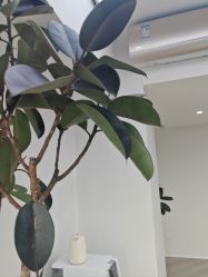 -HEYAN荷妍专业脱毛连锁机构