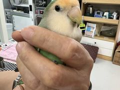 -立德异宠动物医院.兔鸟爬.内窥镜(天河店)