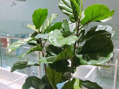 -叶子与茶(苏宁广场店)