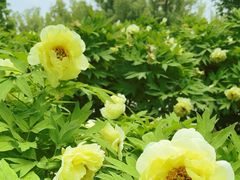 -莲花池公园