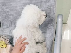 -利又安动物医院··老年病·猫科犬科·中兽医