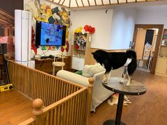 -豆柴町-柴犬主题狗咖(红鼎国际C座店)