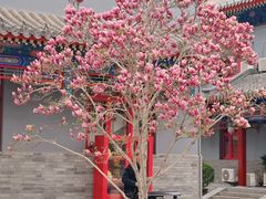 -天津大悲禅院