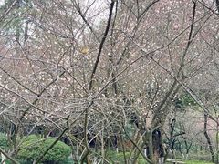 -南山植物园