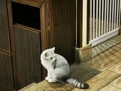 -more than meow吴止猫主题餐厅(承德 中船汇店)