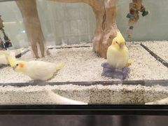 -momokira米努特·德文卷毛猫·棉花面纱犬