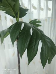 -HEYAN荷妍专业脱毛连锁机构