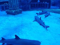 -芜湖新华联大白鲸海洋公园