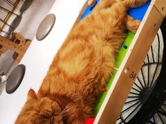 -飞行喵MR PILOT|猫舍·猫咖(静安大融城店)