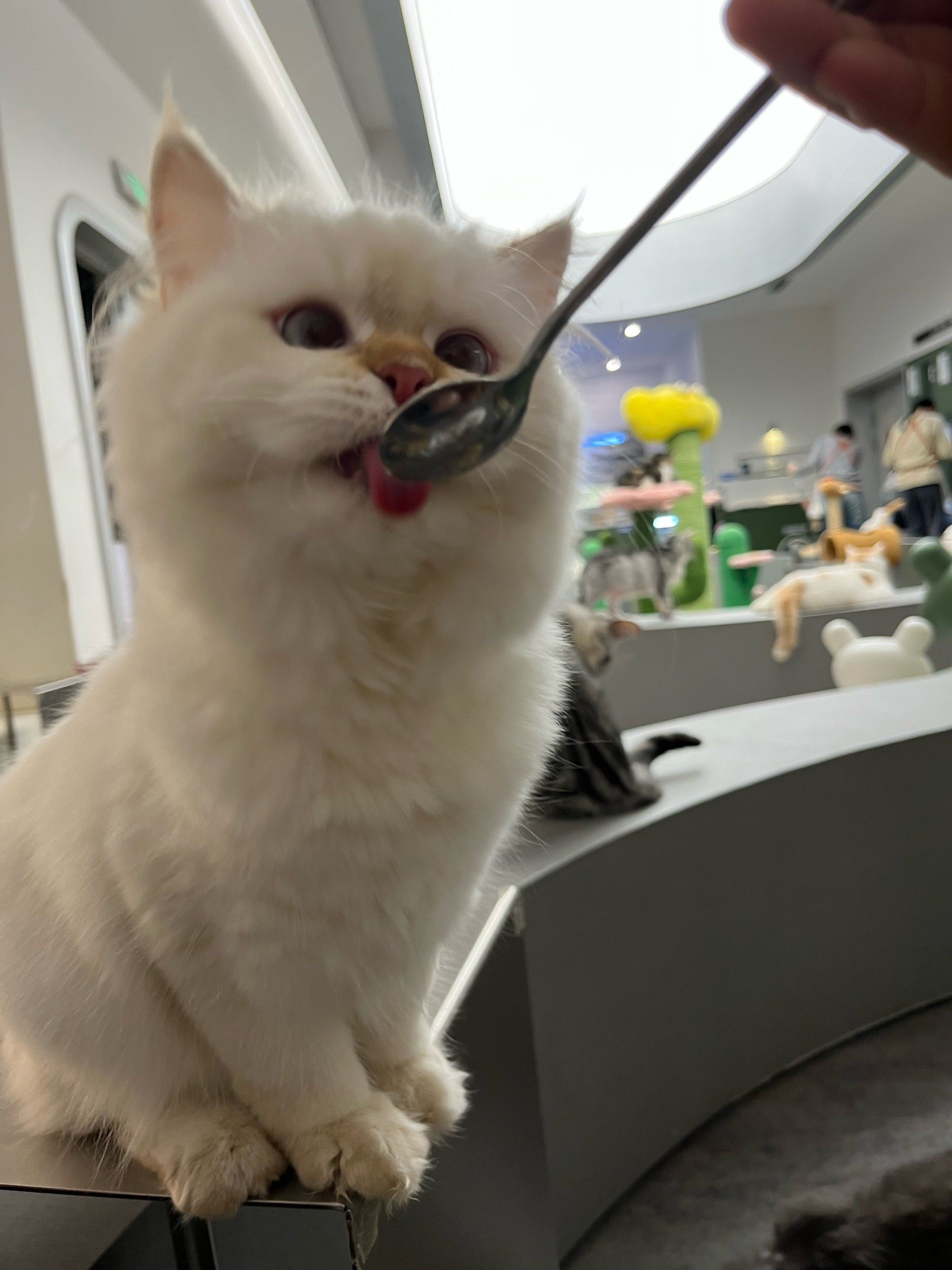 这只对眼小猫真的太可爱啦!