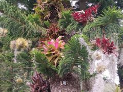 -深圳仙湖植物园