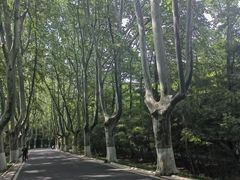 -灵谷景区
