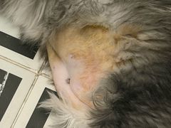 -艾贝尔宠物医院 ·内科全科(梁溪路店)