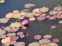 -颐和园