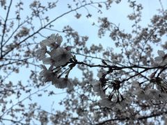 -高东镇樱花园